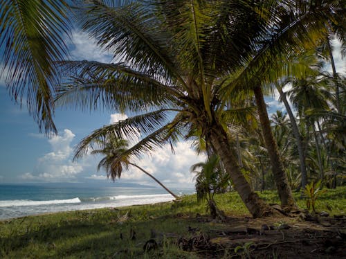 Kostenloses Stock Foto zu am strand, blaues meer, kokosnussbäume