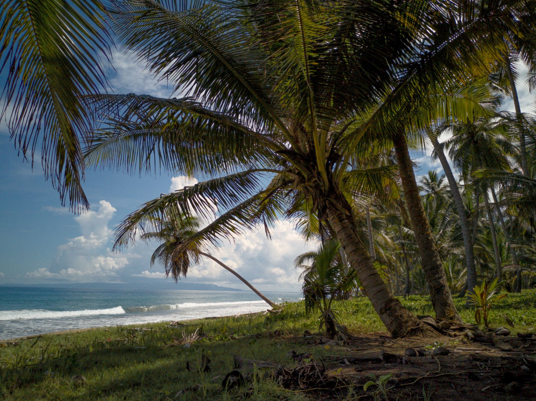 Experience the serenity of a tropical beach with lush palm trees in the Dominican Republic.