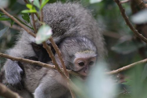 Free stock photo of baby monkey, candid, cute Stock Photo