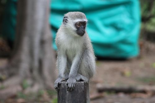 Free stock photo of baby monkey, candid, depth of field Stock Photo