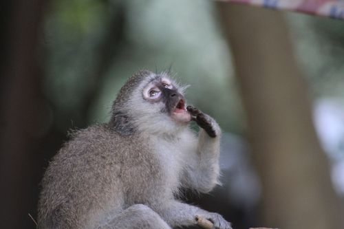 Free stock photo of baby monkey, candid, depth of field Stock Photo
