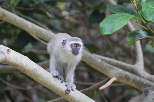 Free stock photo of baby monkey, candid, depth of field Stock Photo
