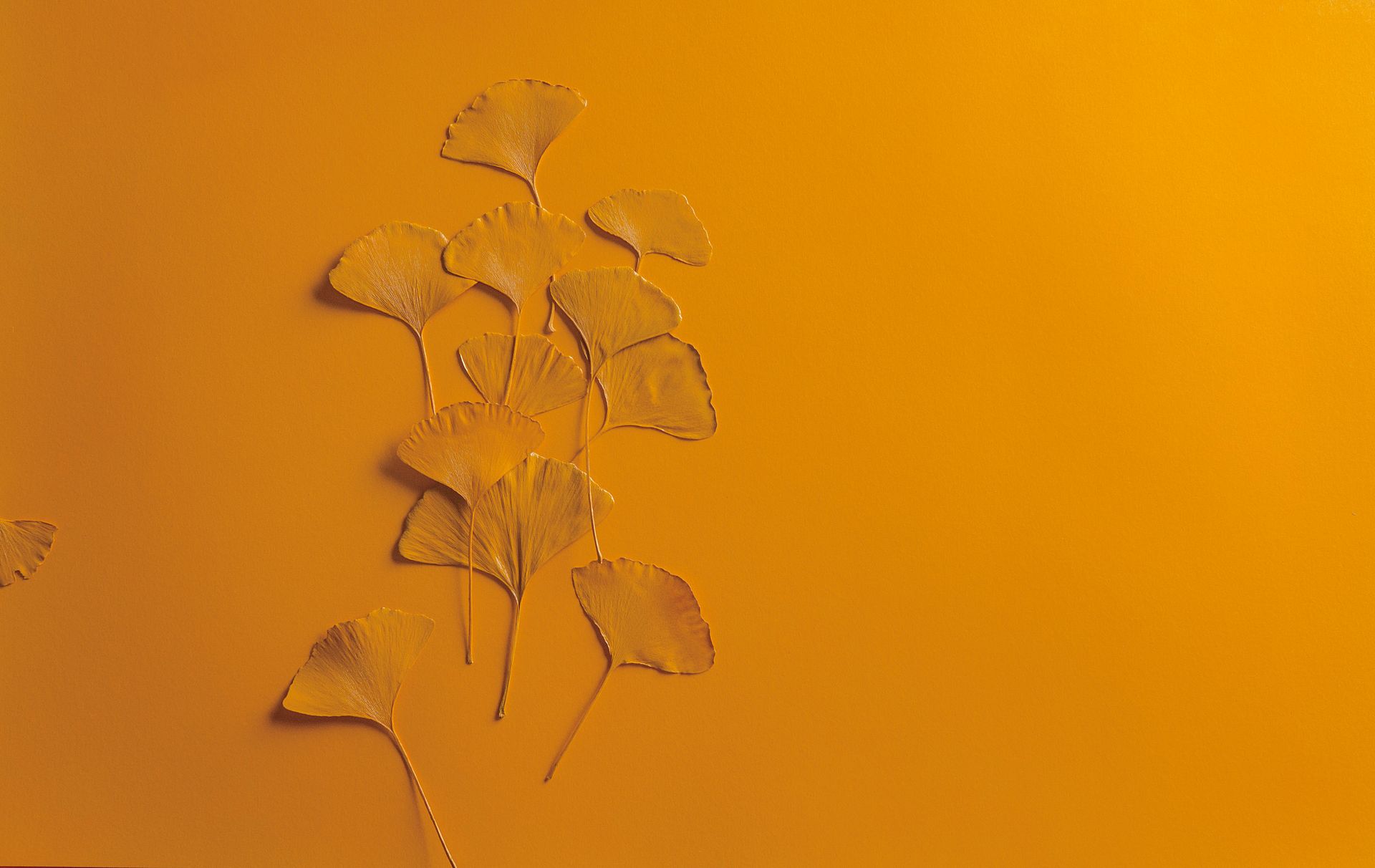 Close-up of ginkgo leaves elegantly arranged on a vibrant orange background with ample copy space.