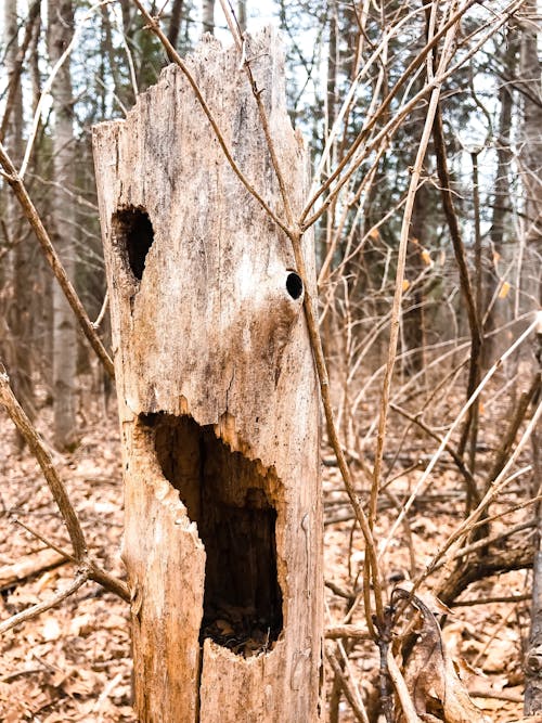 Kostnadsfri bild av abstrakt, bark, blad