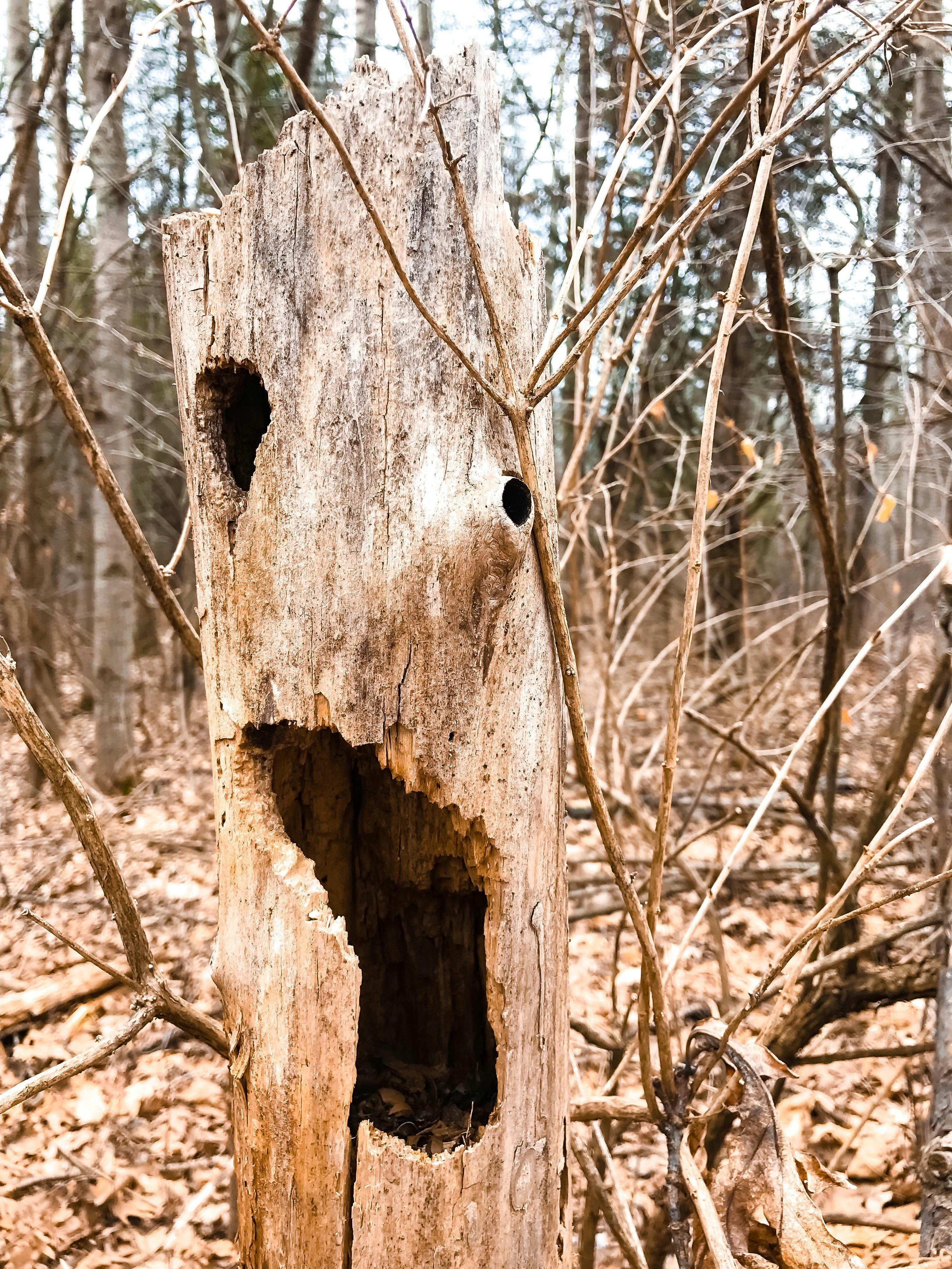 1000+ Interesting Dead Tree Photos · Pexels · Free Stock Photos