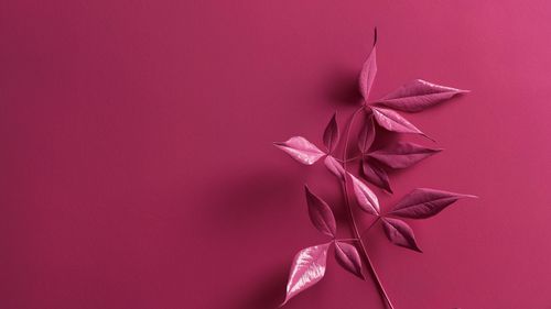 Free Close-up of pink leaves against a vivid pink background, offering a minimalist and artistic feel. Stock Photo