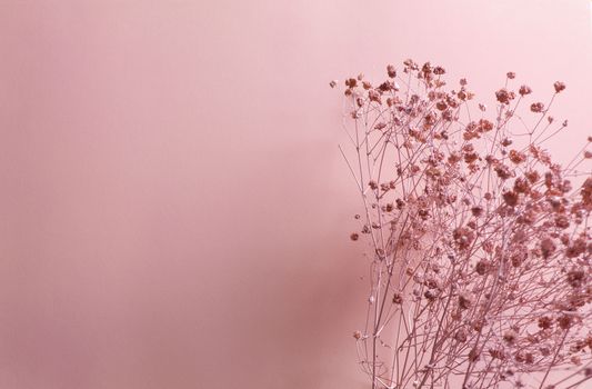 Delicate dried flowers on a soft pink backdrop, perfect for minimalistic decor concepts.