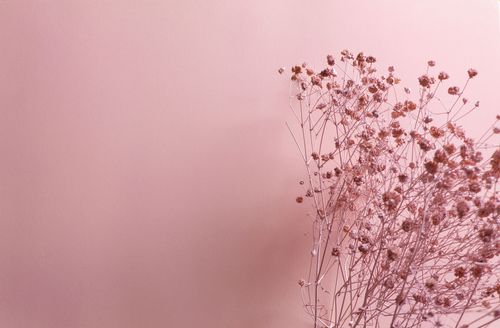 Free Delicate dried flowers on a soft pink backdrop, perfect for minimalistic decor concepts. Stock Photo