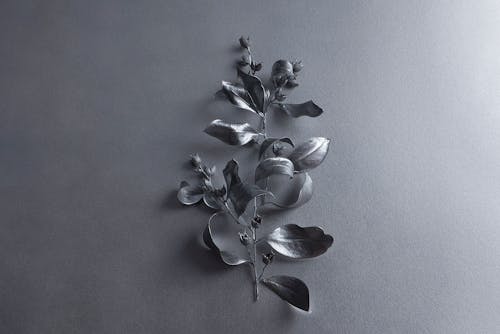 Free Flower Buds and Leaves on a Stem in Grayscale Photography Stock Photo
