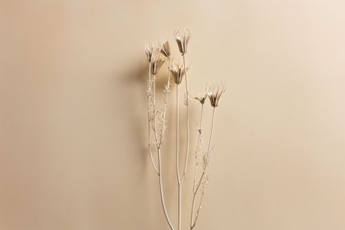 Dry Twig on Beige Background 