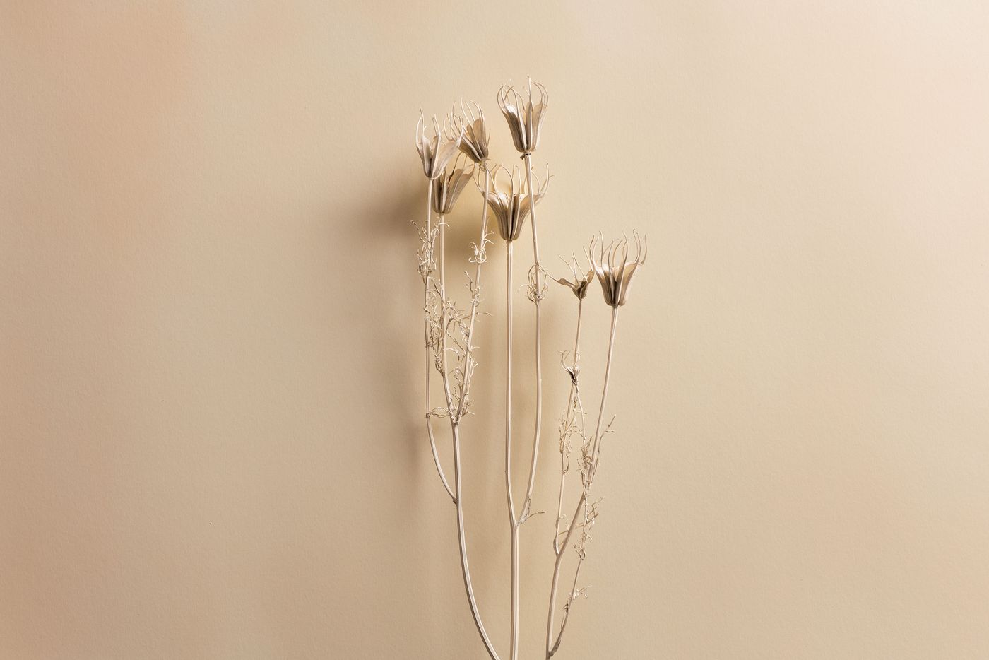 Dried seed heads against a warm sand-coloured wall — photo by le john on Pexels
