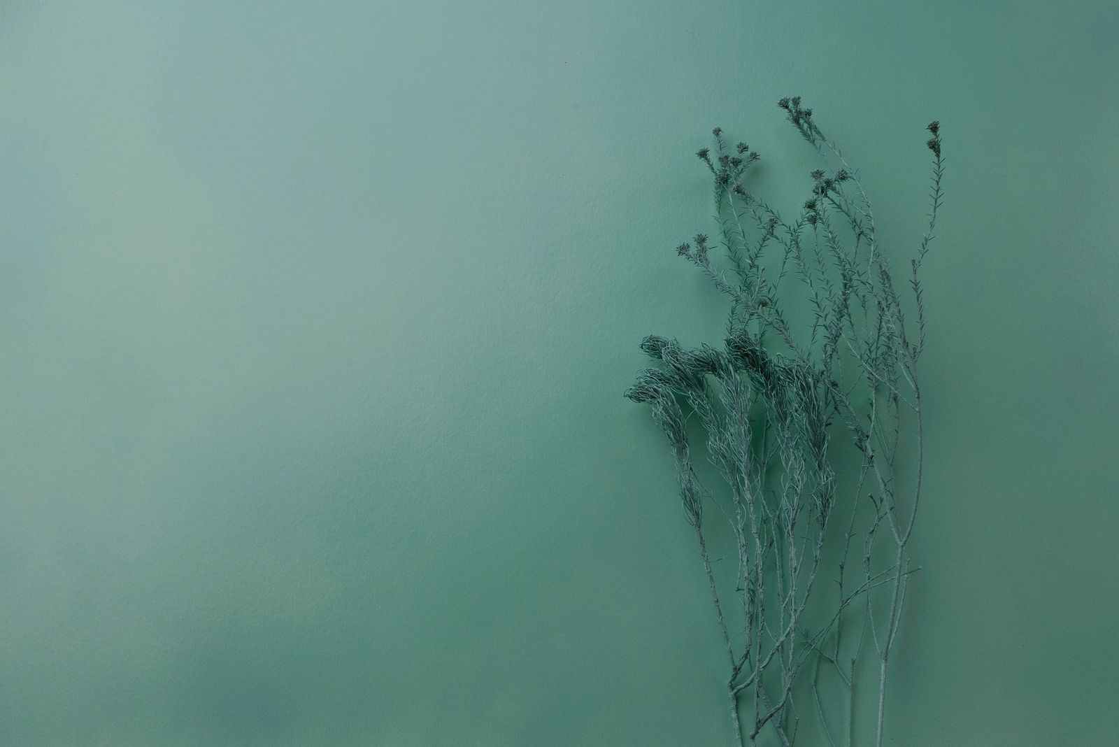 Dried wildflowers against a soft green background — photo by le john on Pexels