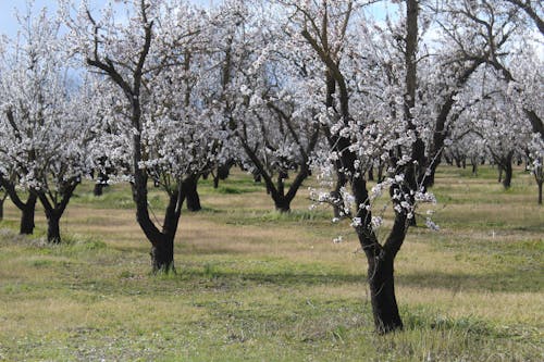 Free stock photo of orchard