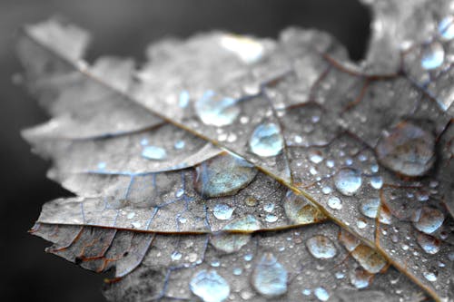 Close Up Photography of Water Dew on Brown Maple Leaf
