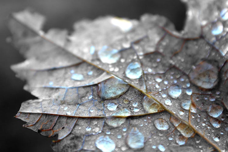 Close Up Photography Of Water Dew On Brown Maple Leaf