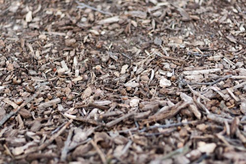 Free stock photo of tree bark, wood