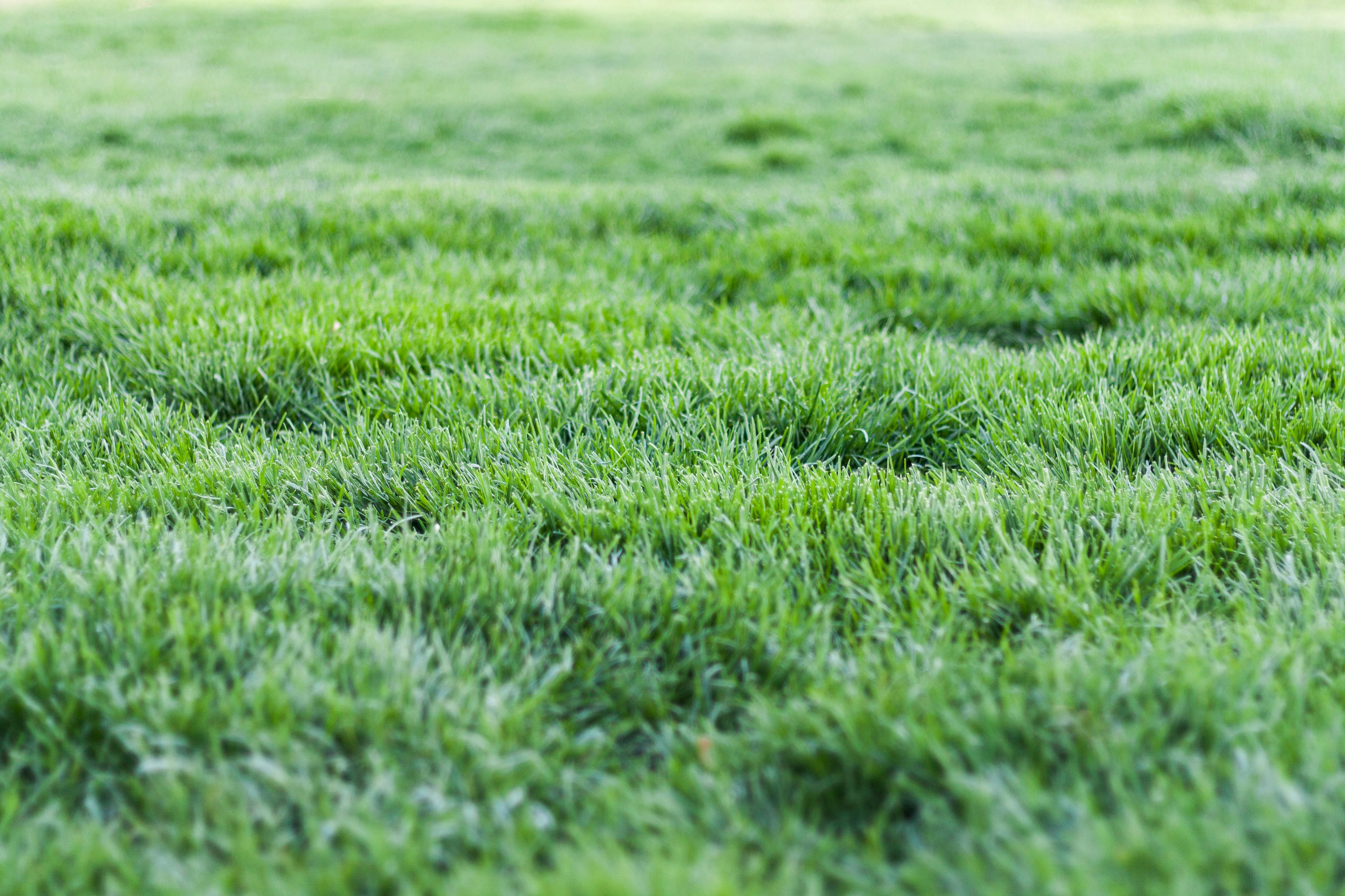 The Best Way To Repair Bare Lawn Patches Before Winter Arrives