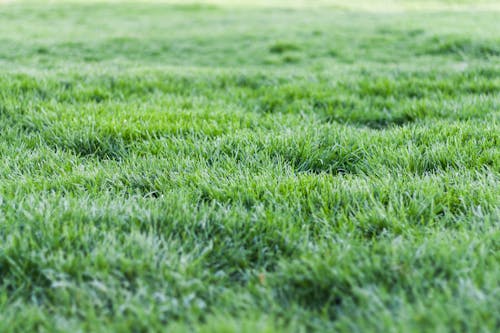 Photo Of Green Grass