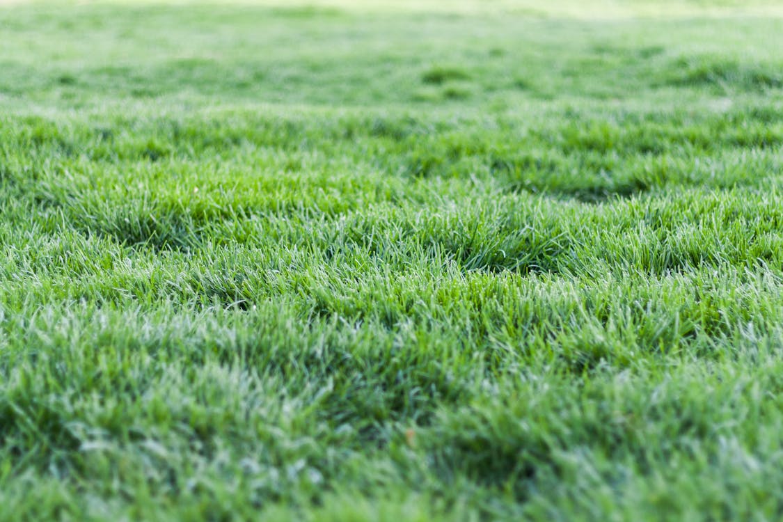 Foto De Grama Verde