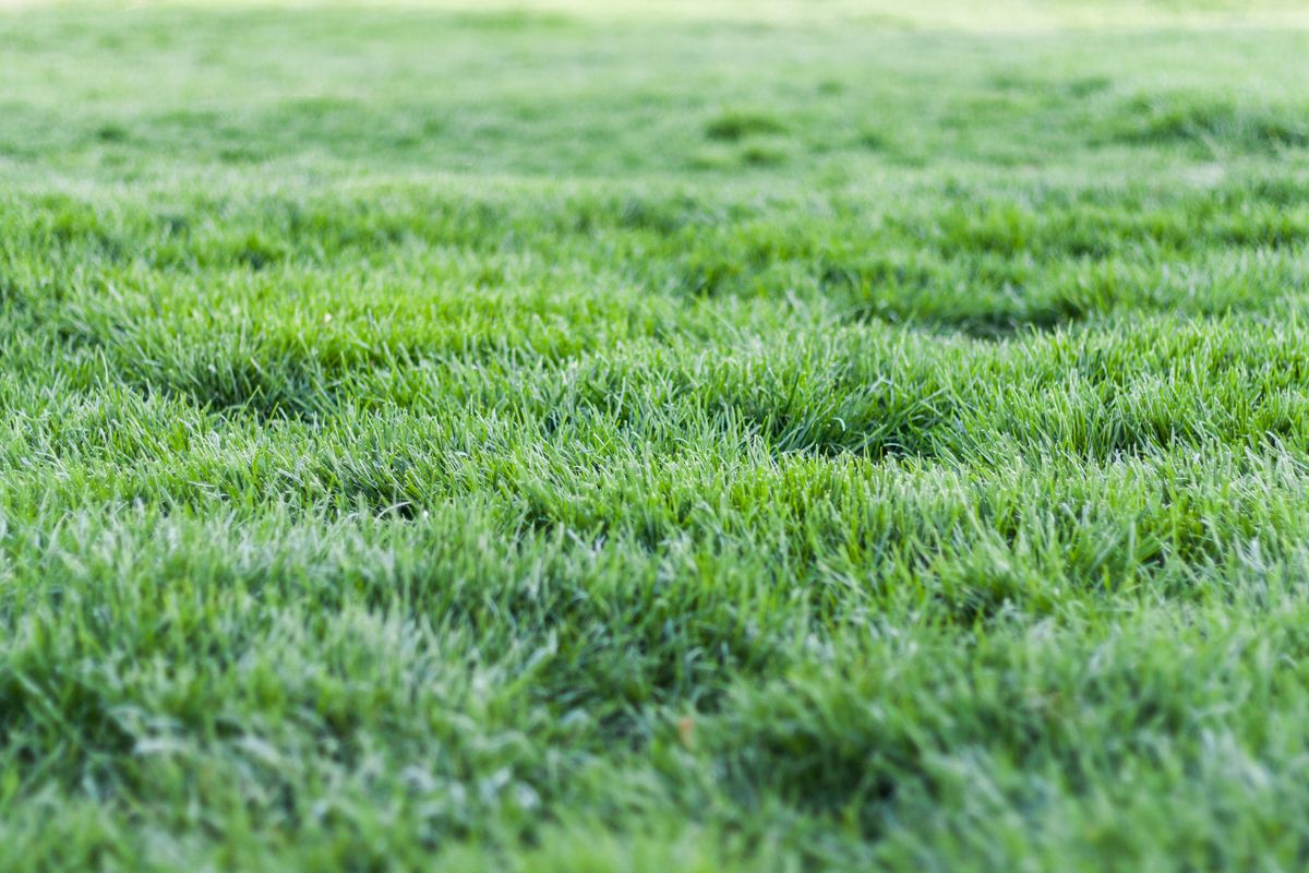 Refaire sa pelouse abîmée au printemps - Préparer le terrain : tonte, nettoyage et scarification