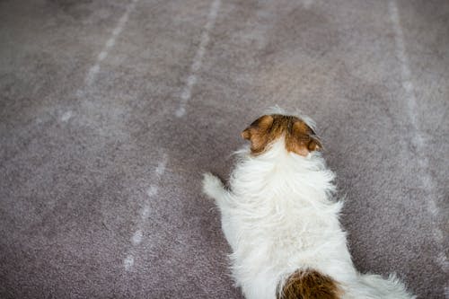 Mittelbeschichteter, Hellbrauner Und Weißer Hund, Der Auf Grauem Boden Liegt
