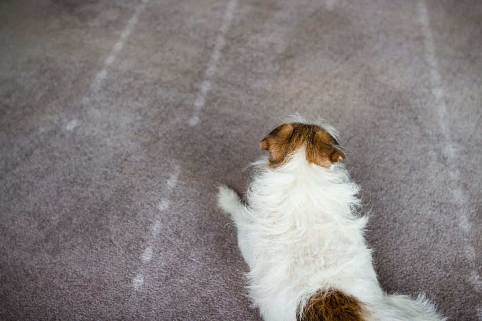 pet stain removal Tampa