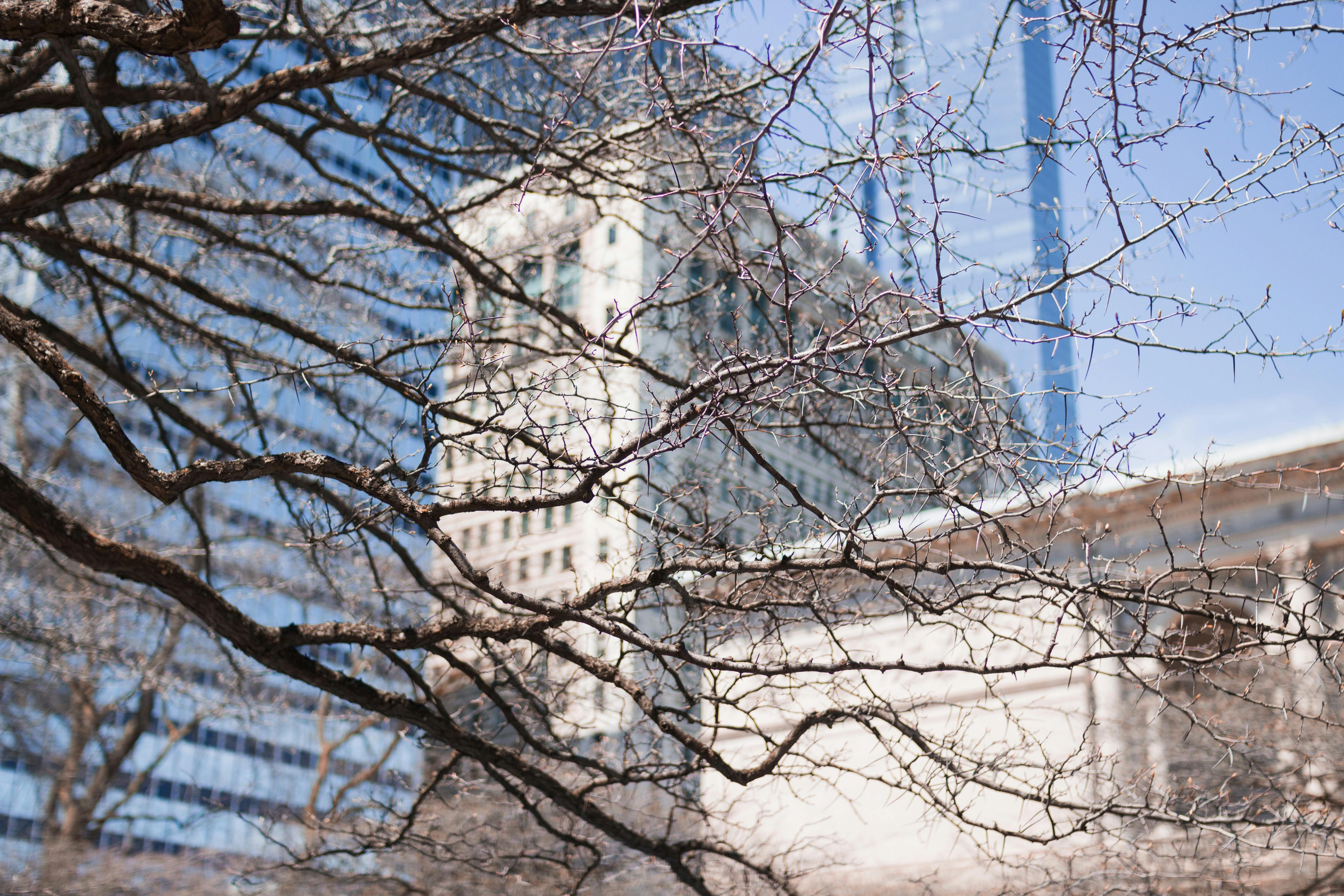 在晴朗的冬日里，无叶的树枝勾勒出芝加哥的天际线