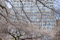 以芝加哥城市建筑为背景，裸露的树枝捕捉到了城市冬季的本质