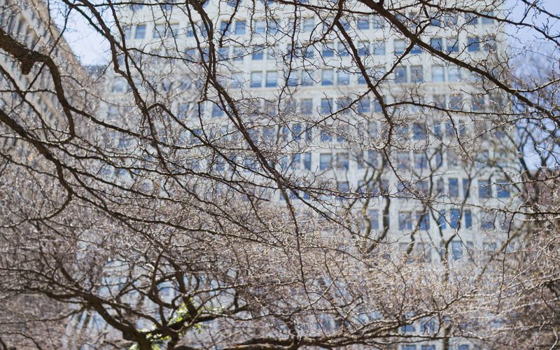 Que faire quand un arbre tombe sur votre propriété