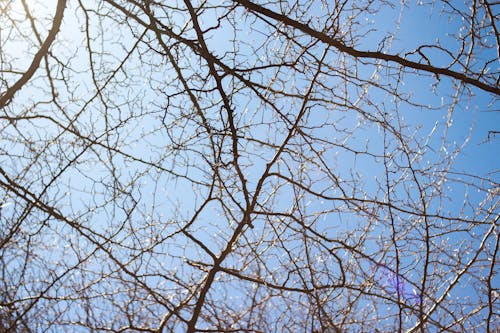 Free stock photo of branches, tree