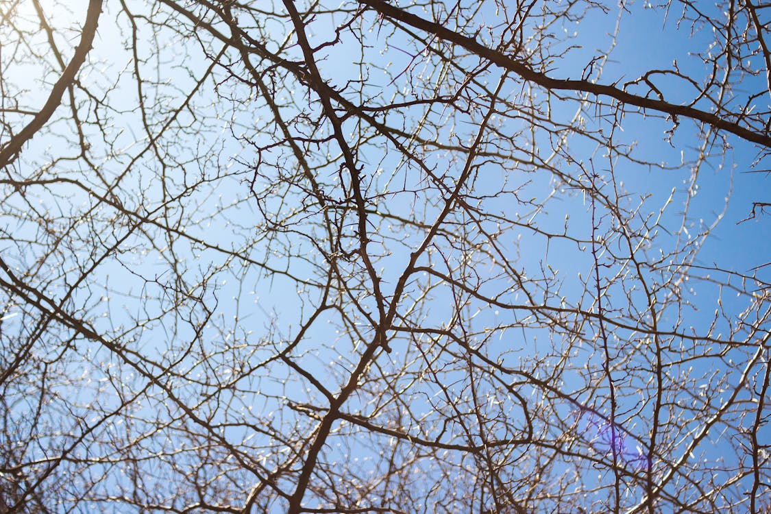 Free stock photo of branches, tree