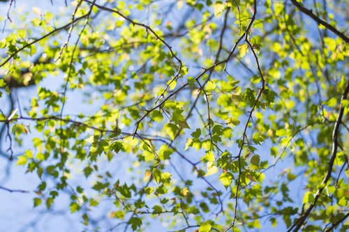 Free Photos gratuites de arbre, bois, branches Stock Photo
