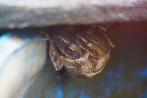 Бесплатное стоковое фото с лягушка, спаривание
