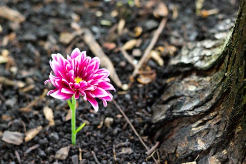 Free stock photo of flower, ground