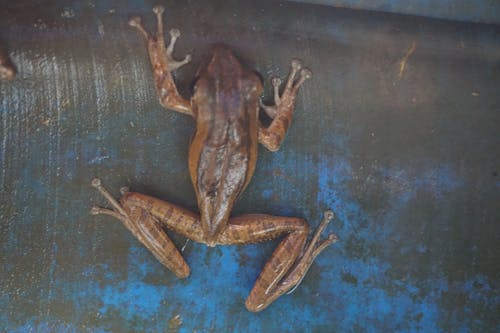 Бесплатное стоковое фото с лягушка