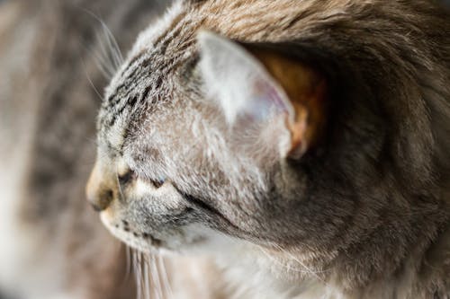 Close-up Photography Of Tabby Cat