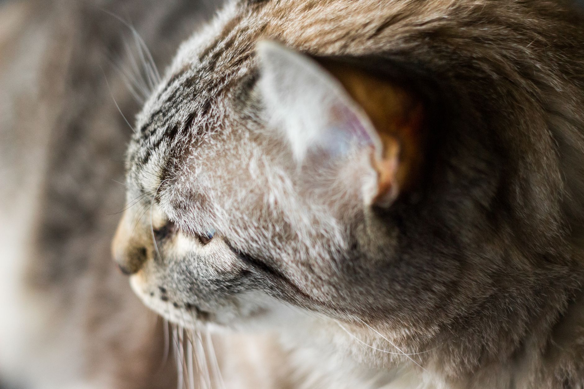Veterinarian examining a cat during a checkup