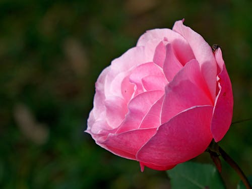 Free Blooming Pink Rose in Close Up Photography Stock Photo