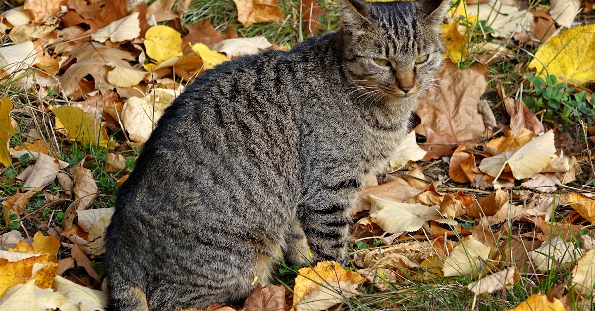 Train cat to use litter tray