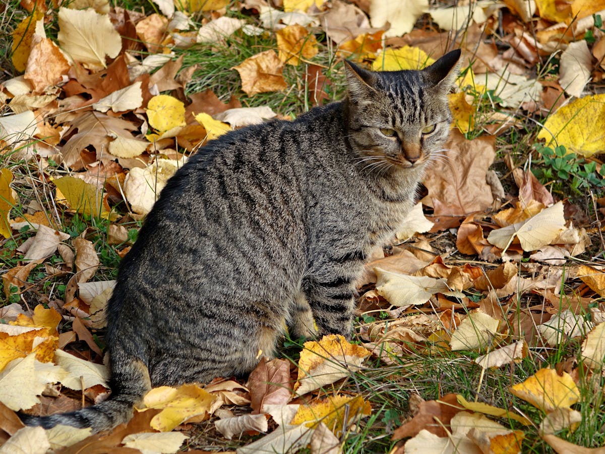 Brown Tabby Cat on Dried Leaves