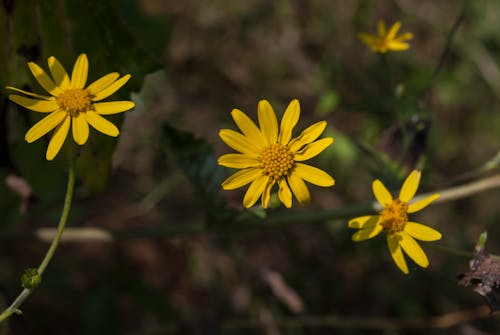 Foto profissional grátis de amarelo, área de trabalho, flor amarela