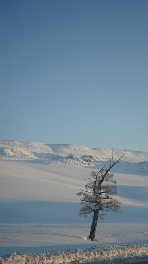Immagine gratuita di albero, coperto di neve, da solo