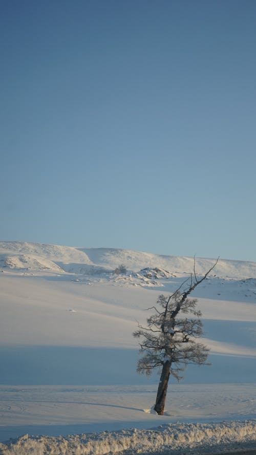 Photos gratuites de arbre, couvert de neige, espace extérieur