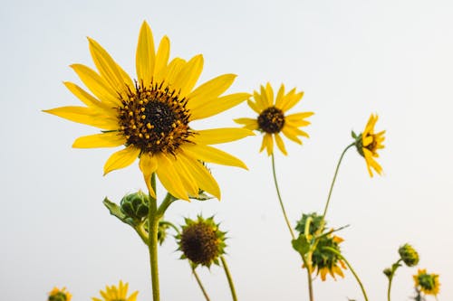 Free Yellow Sunflowers During Daytime Stock Photo