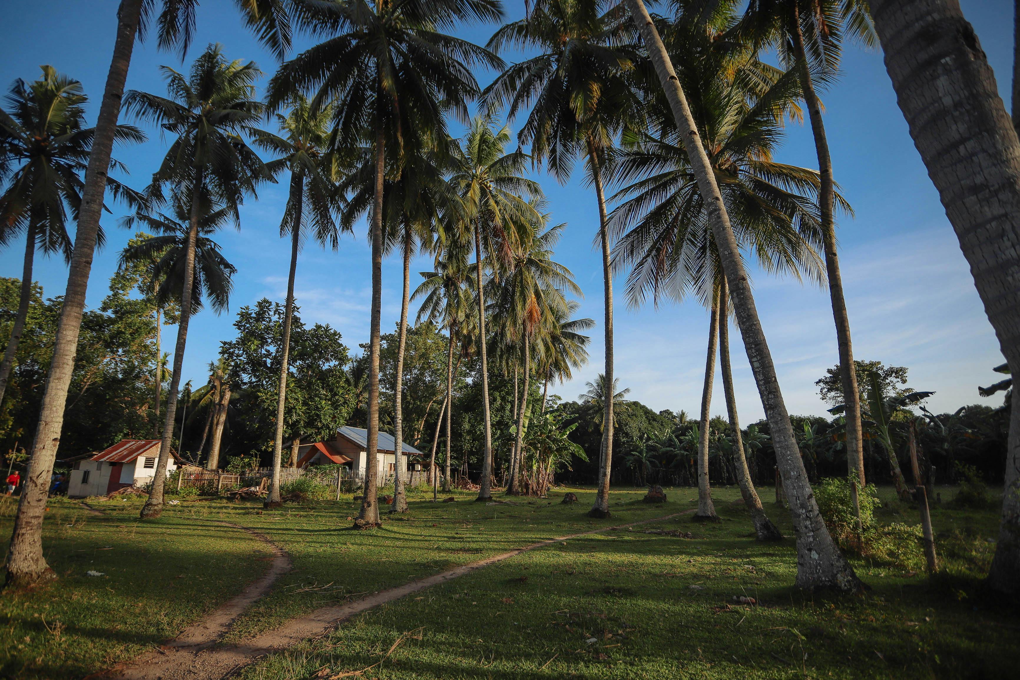 Photography of Palm Trees Near Houses · Free Stock Photo