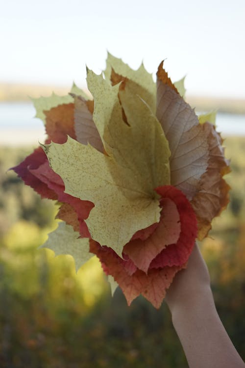 Fotos de stock gratuitas de arce, hojas, hojas de otoño