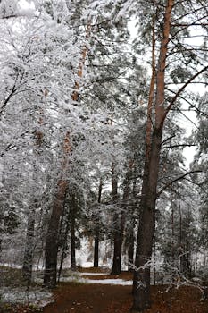 A peaceful winter scene with snow-covered trees in a tranquil forest during daytime.