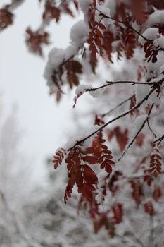 Close-up of snow-covered autumn leaves on a branch during winter.