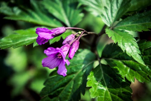 Free Macro Photography of Purple Flowers Stock Photo