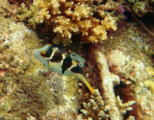 Free stock photo of boxfish, corals, sea life